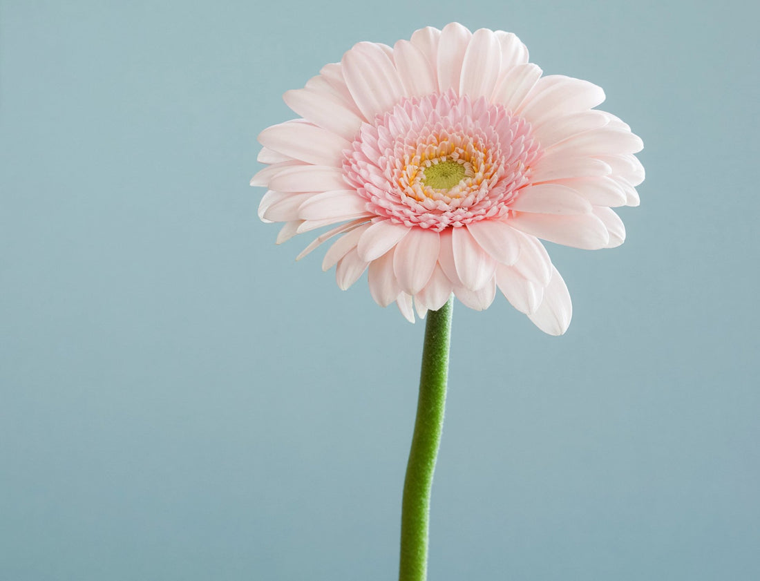 Top Strategies for Managing Menopause and Perimenopause Symptoms: Insights from the Huberman Lab Podcast - MAYBLISS.LA