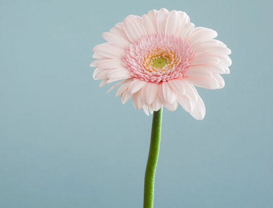 Top Strategies for Managing Menopause and Perimenopause Symptoms: Insights from the Huberman Lab Podcast - MAYBLISS.LA