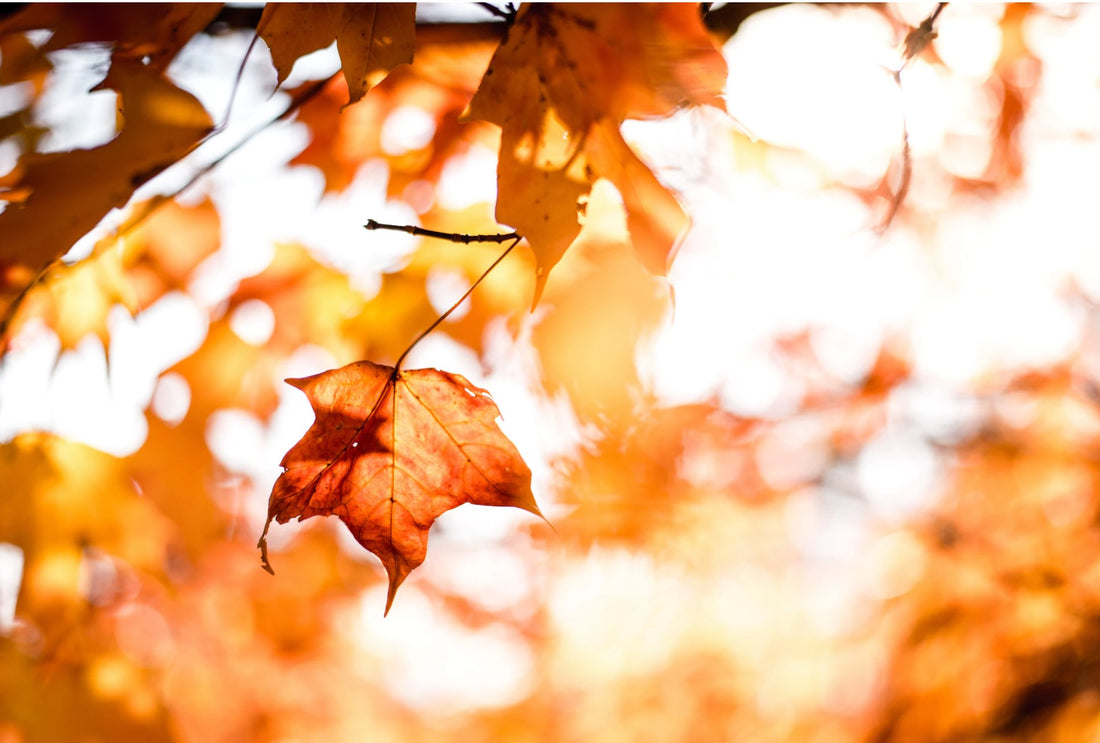 Fall Colors: A Mood-Boosting Palette - MAYBLISS.LA